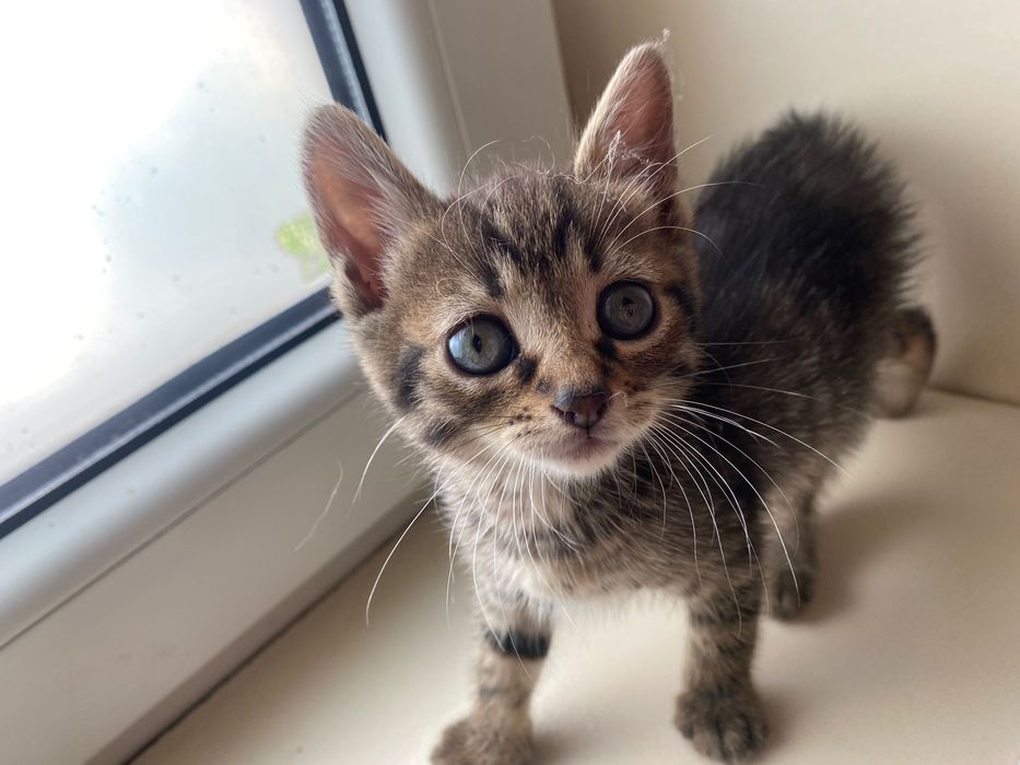 Pisoiță tabby frumoasă, foarte prietenoasă - 450 RON