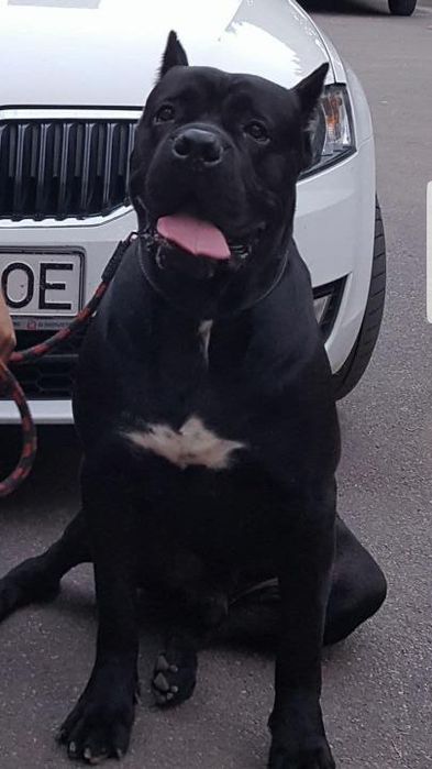 Cane Corso – Companion loial și protector pentru familia ta