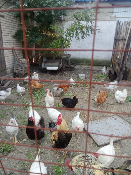 Продаю цыплят 500тг