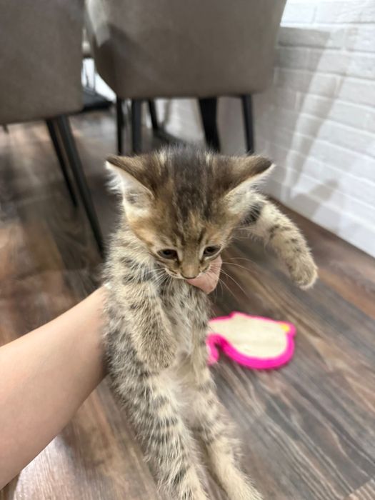Милые котята ищут дом