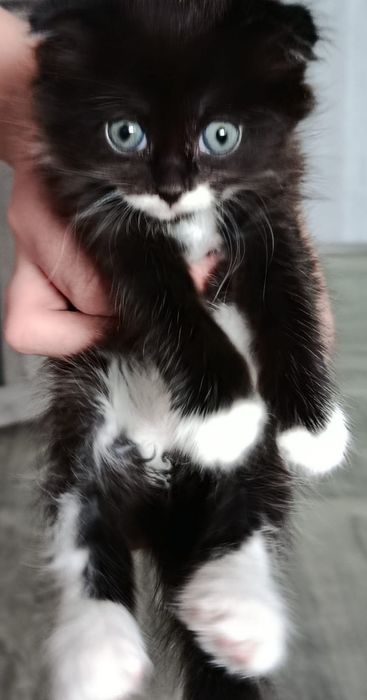 Продам котенка 1,5 месяца(девочка)