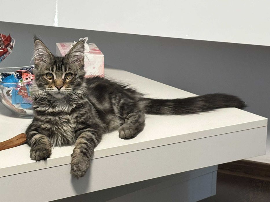 Pisica Maine Coon cu Pedigree si drep de reproducere