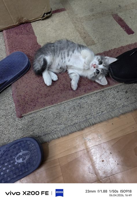 Котёнок в добрые руки