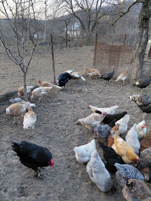Curcani, curcani de țară