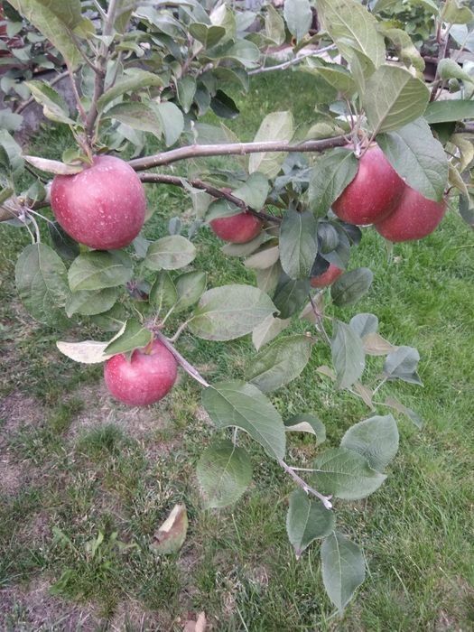 Продам саженцы яблони