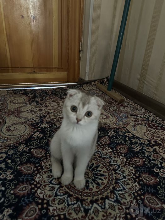 Срочно продается кошка вислоухая