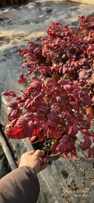 Нандина кучатлари оптом