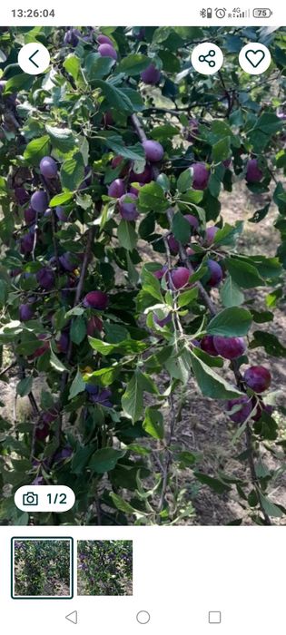 Prune de vânzare Sălaj