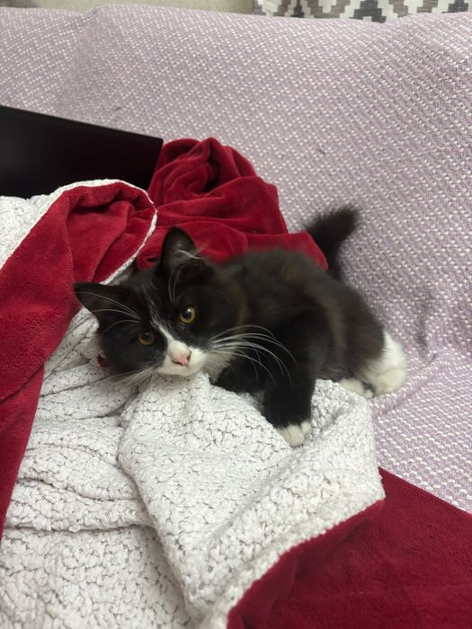 Котенок в добрые руки