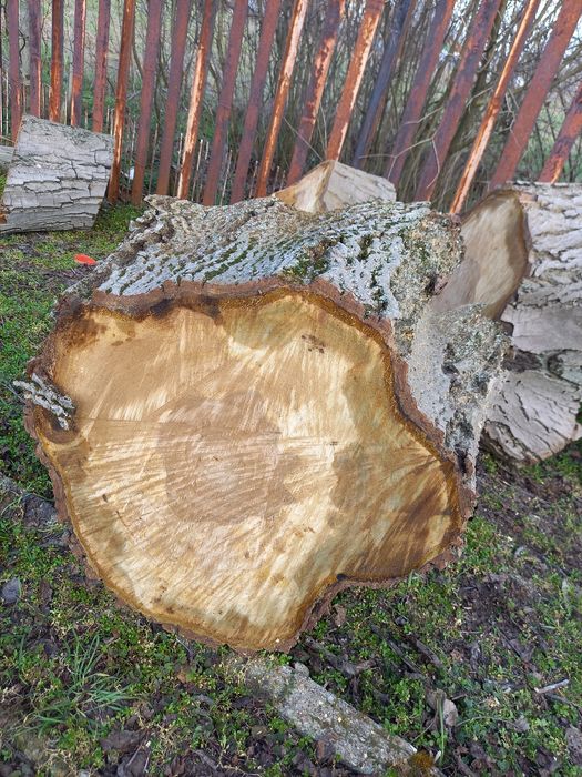 Големи орехови трупи