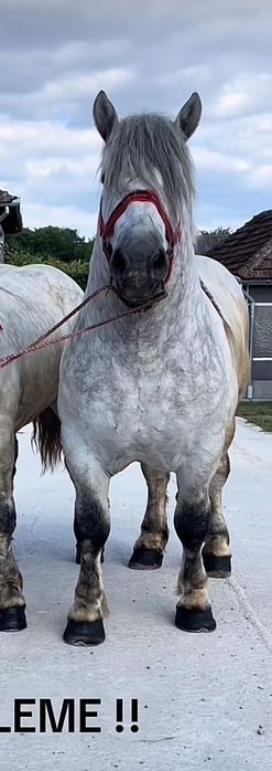 Armasar de 5 Anii Polonez