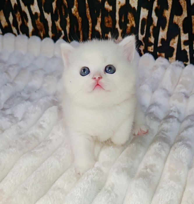 Продается шикарный белый котенок девочка