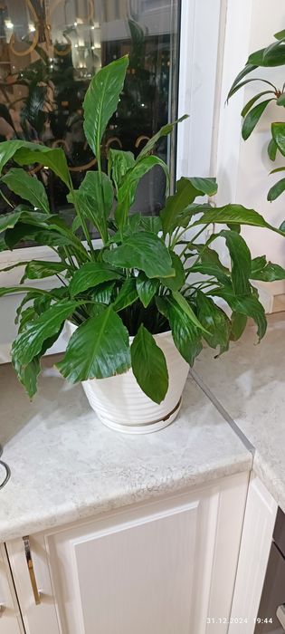 Домашние цветы,ухоженные