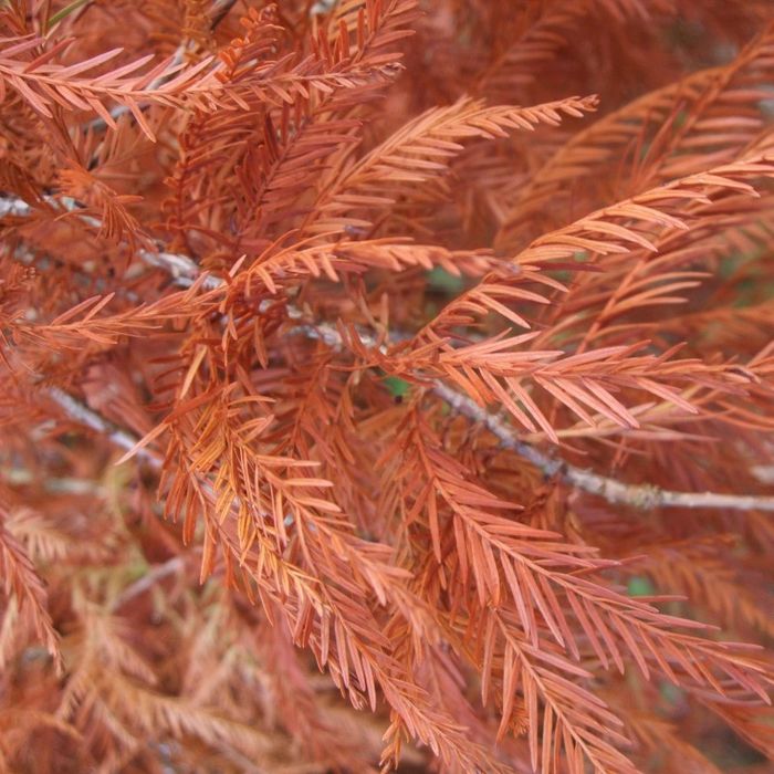 Chiparos de balta (Taxodium distichum)
