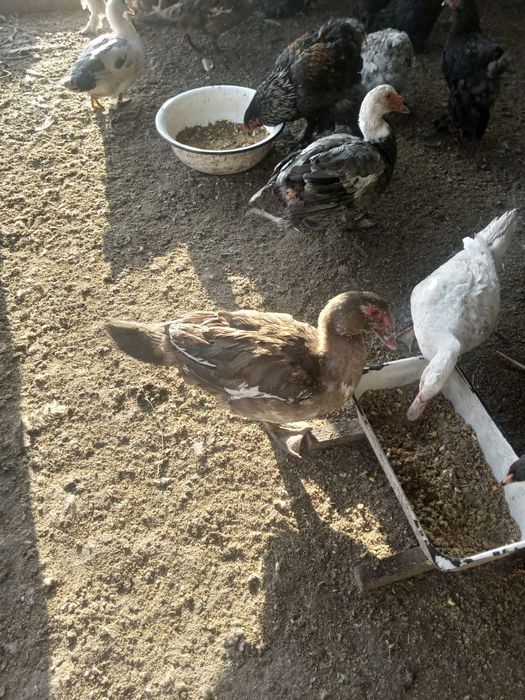 Продам молодых индоуток