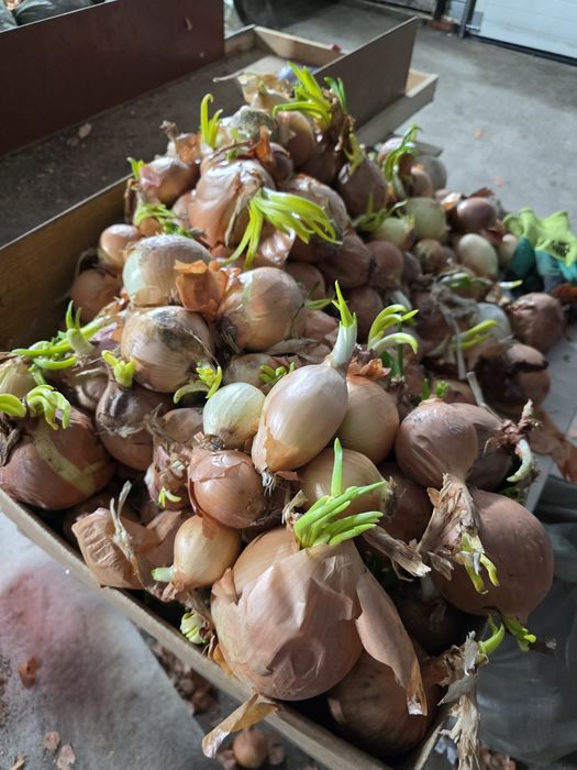 Лук на рассаду продам