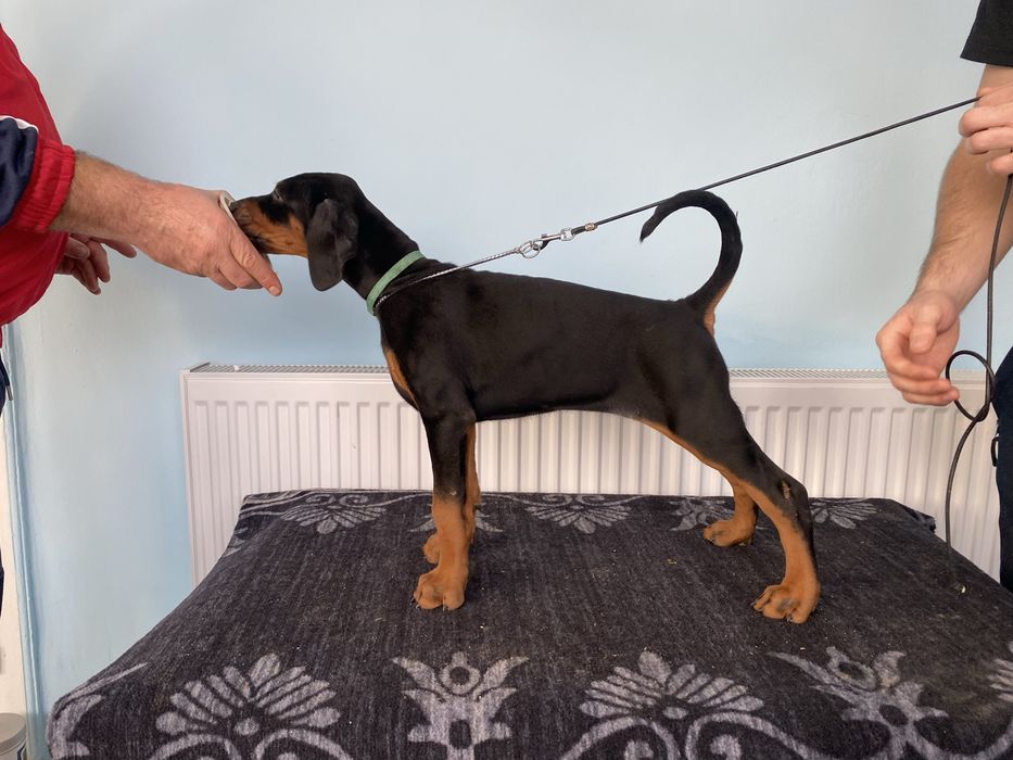 Catei Doberman