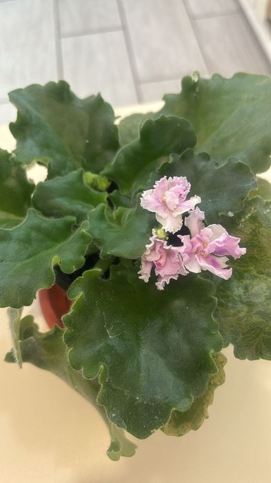 Продам фиалки по 1500