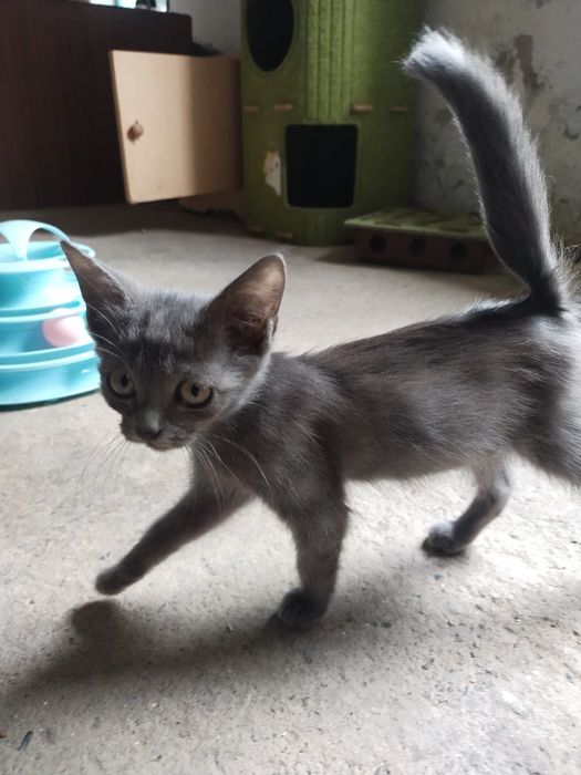 Котята в хорошие руки