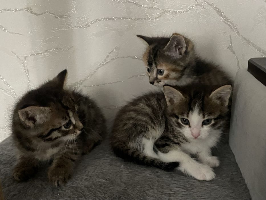 Отдам котят в хорошие руки