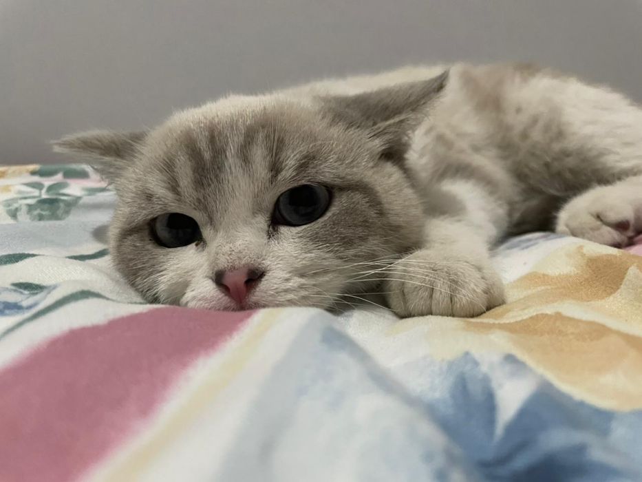 котята ищут себе новый дом