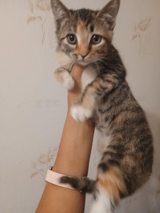Отдам котенка в добрые руки