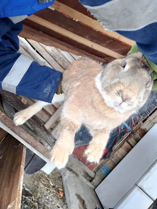 Продам кралчиху цена 12000