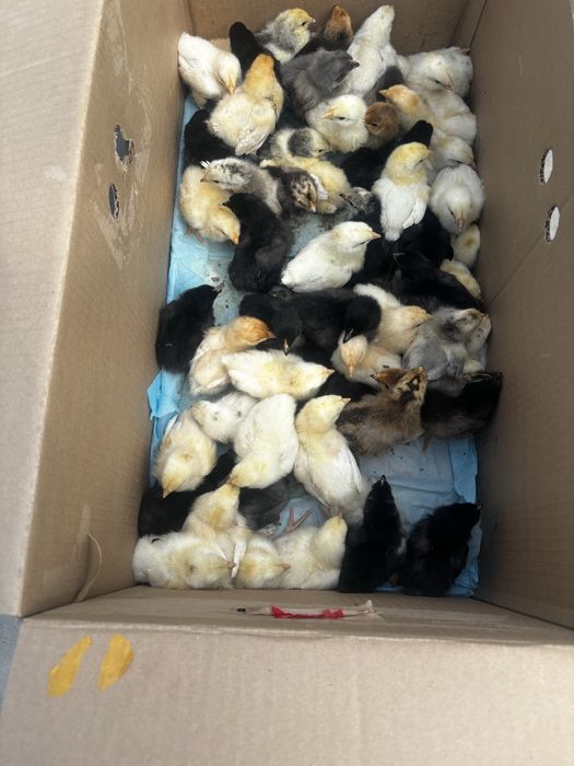 Продам десятисуточных цыплят