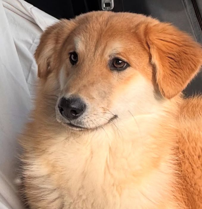 Щенок мальчик бесплатно