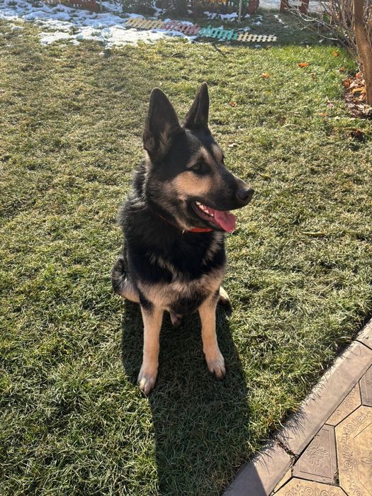 Продам ВЕО девочка