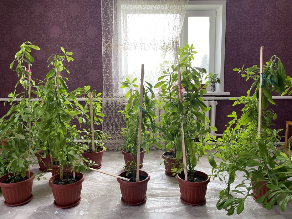 Цветы комнатные