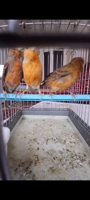 Тайор канарейка модалар 200 мингдан