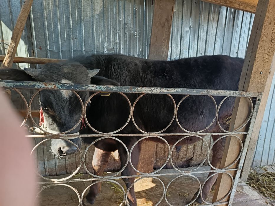 Продам быка хороший породы