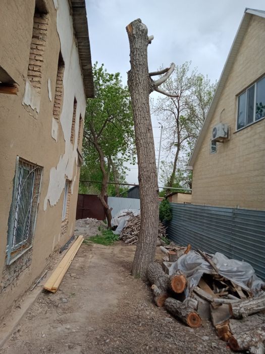 Продаю 2 ствола дерева