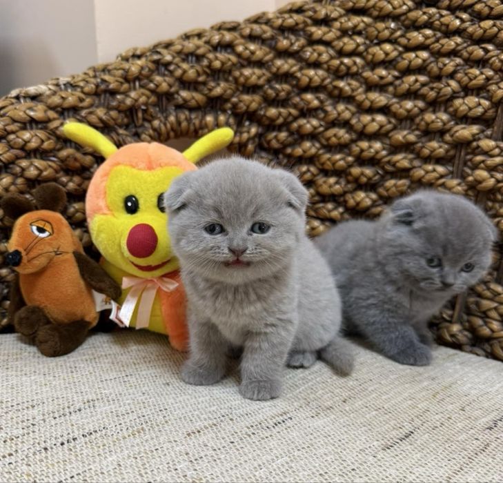 Шотландски клепоухи котета