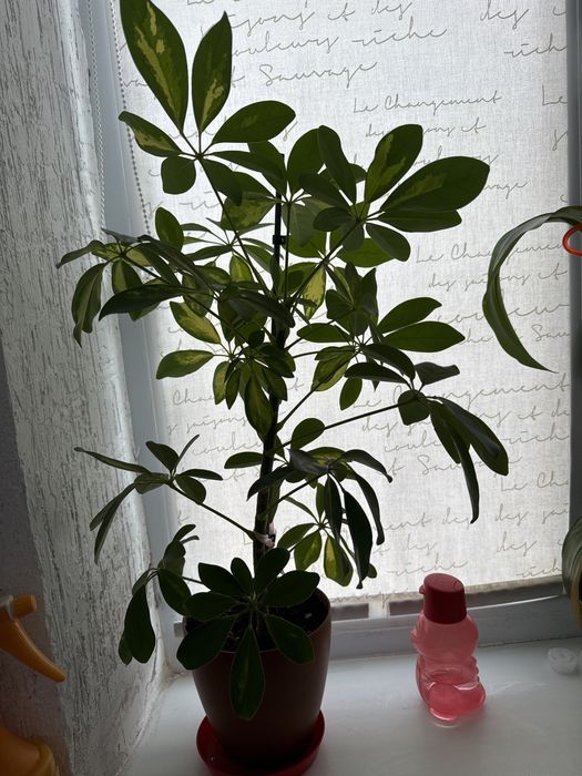 Шеффлера цветы.