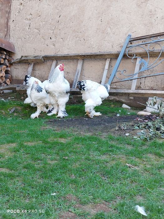 Светлый Брама тухумлари.