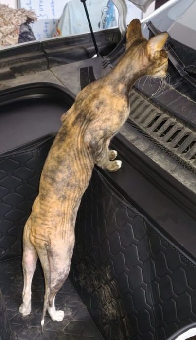Потерялась кошка