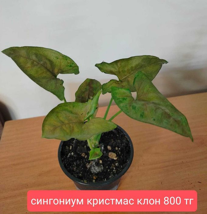 Продам комнатные  растения.