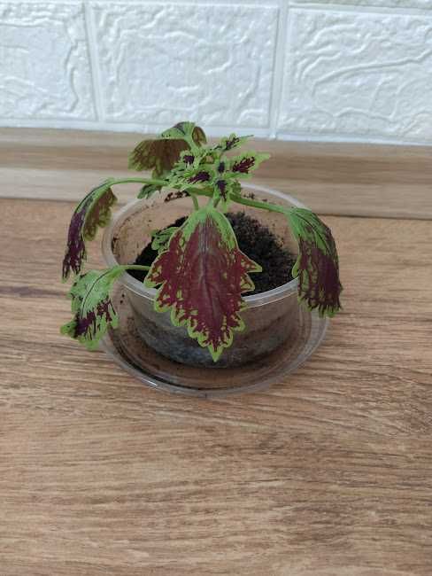 9  стайни   растения + отстъпка и подарък