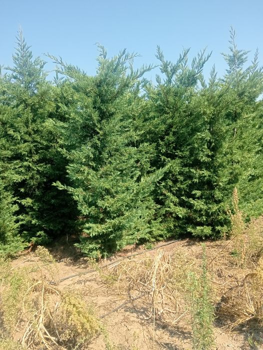 Rilaiding plantat