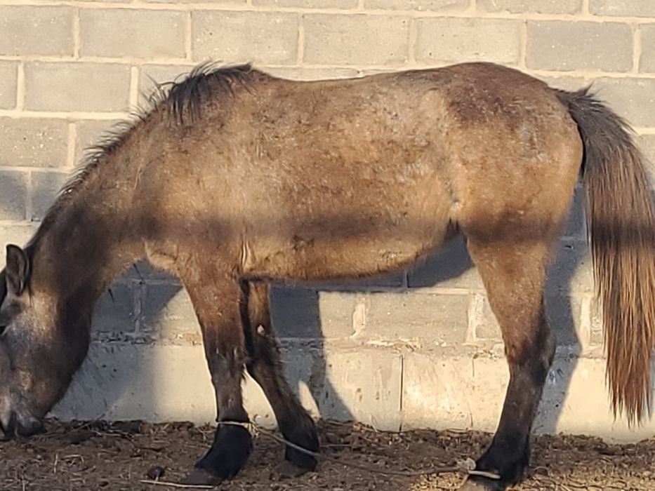 Продам лошадь 2,5л.