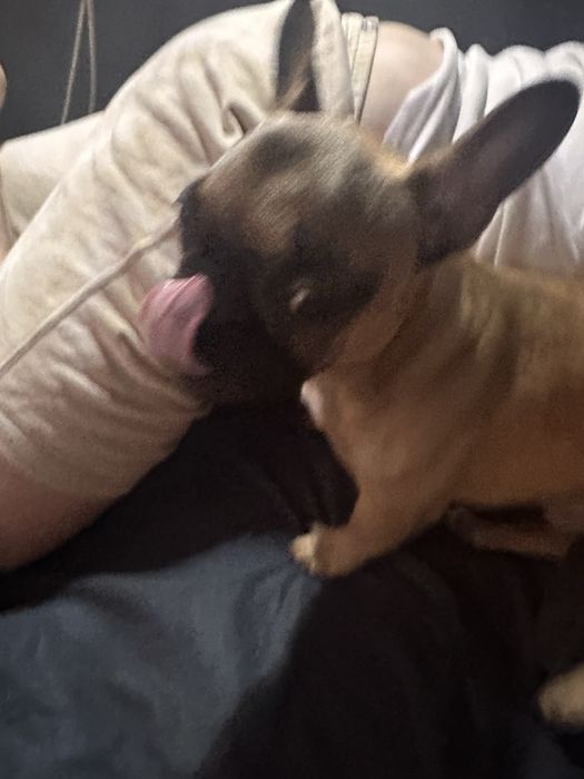 Продам бульдога