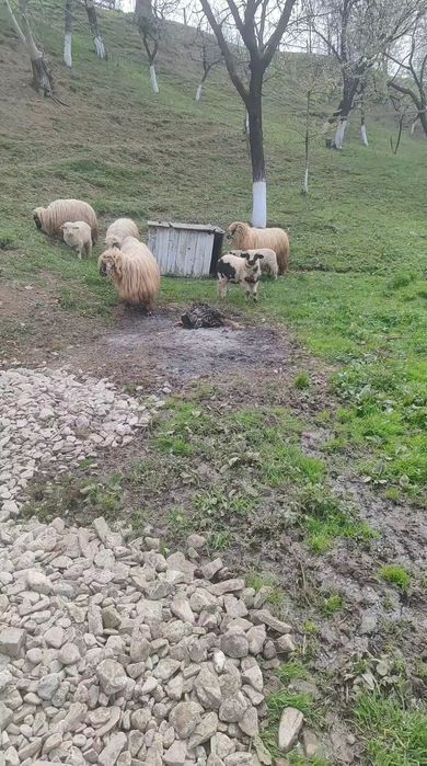 Vând 20 oi, dintre care 12 fătate