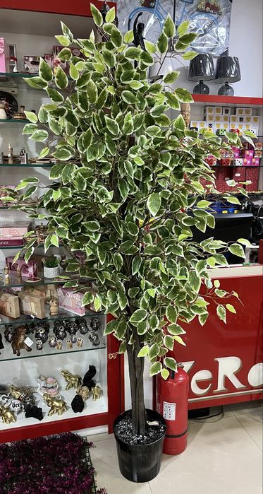 Изкуствен фикус бенджамин с пъстри листа.