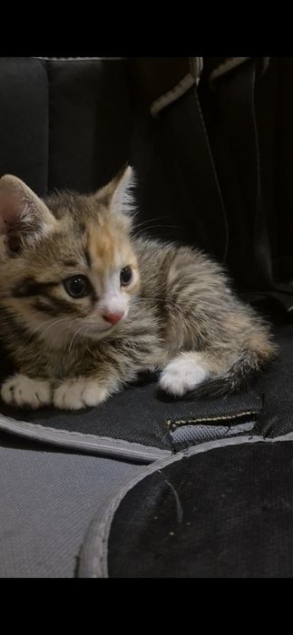 В добрые руки котенок