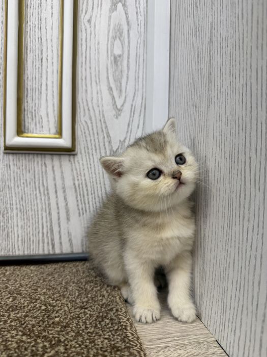 Британские кошки серебро и золото окраса