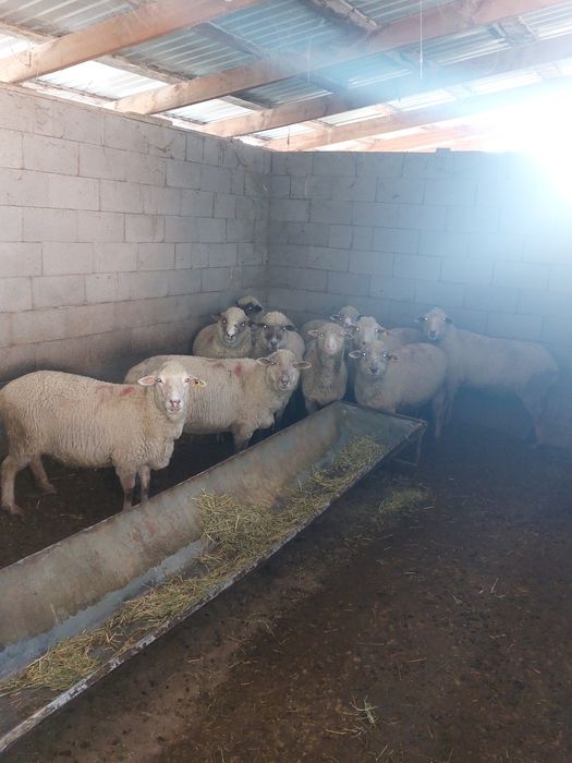 Саулық Койлар сатам Мериностар