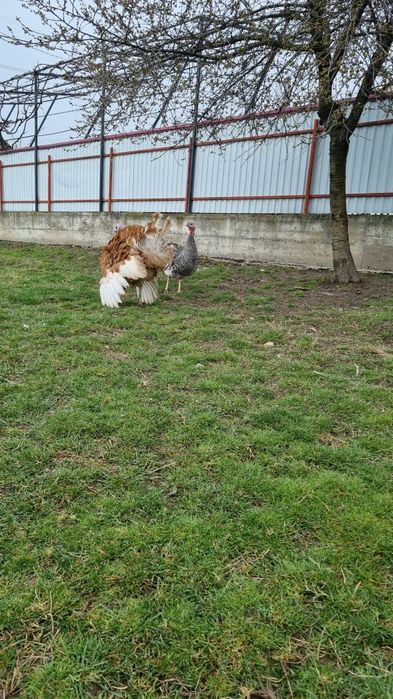 Disponibile oua de curcă.