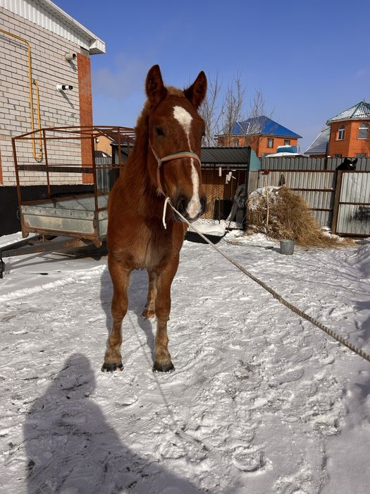 Продам жеребца советского тяжеловоза